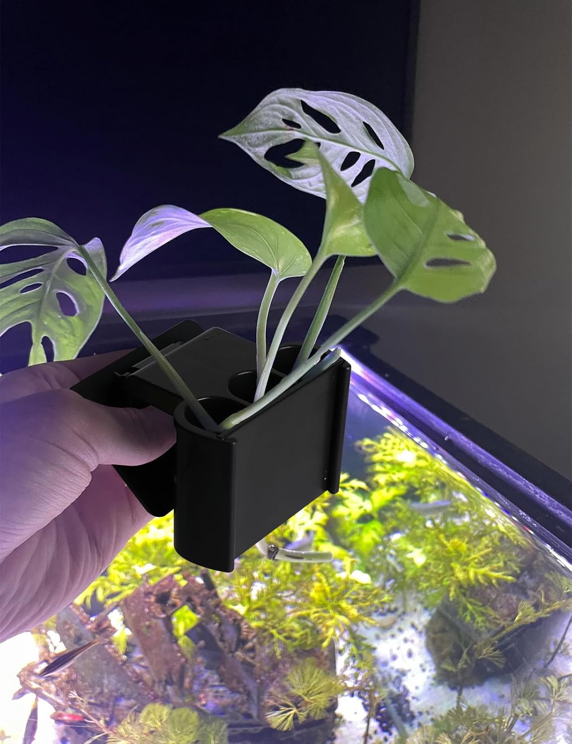 Aquarium Plant Holder with Clip