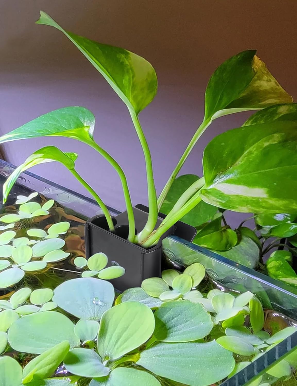 Aquarium Plant Holder with Clip