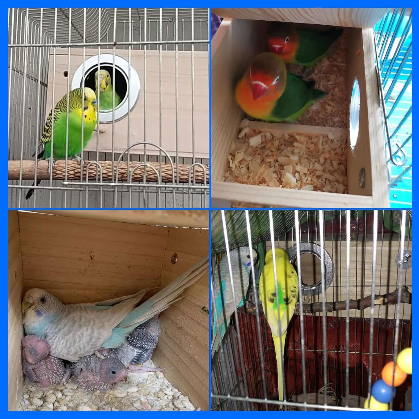 Wooden Budgie Bird Breeding Nest House