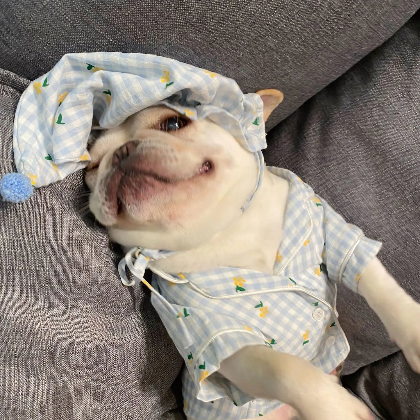 Teddy Clothing for Dogs & Cats