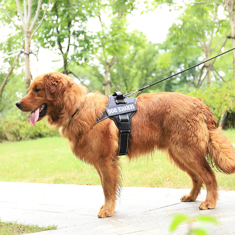 Personalized Pet Chest Strap Harness