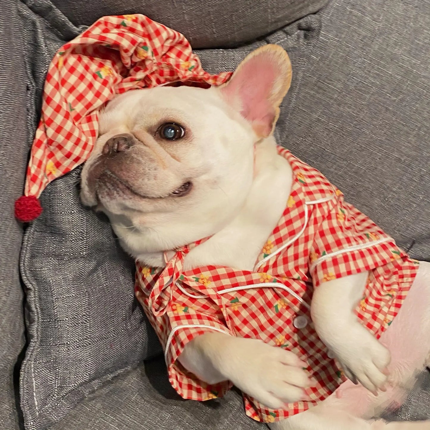 Teddy Clothing for Dogs & Cats