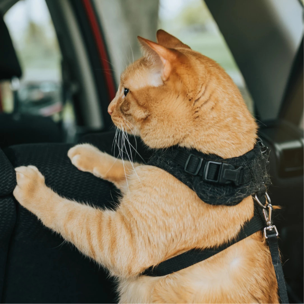 Travel Accessories