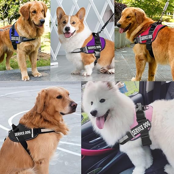 Personalized Pet Chest Strap Harness