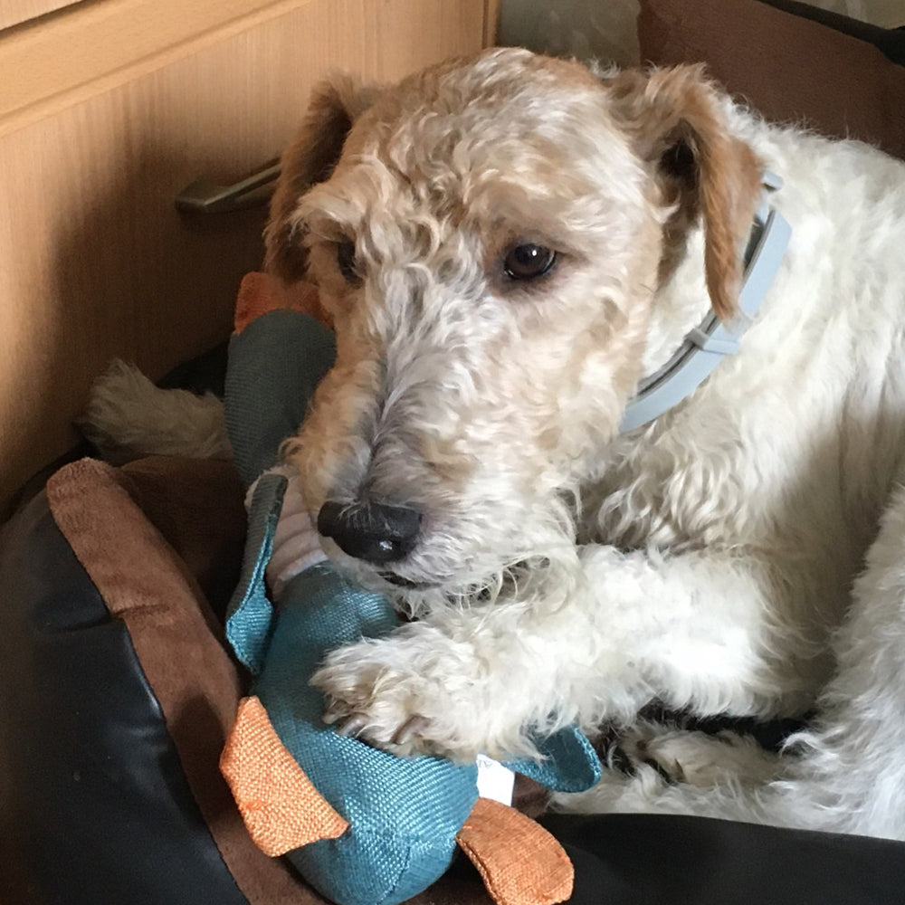 Pet Sounding Toys for Dogs