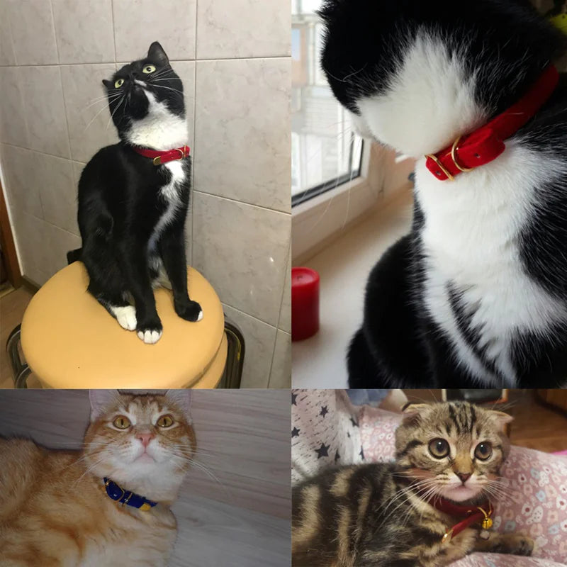 Cat Safety Collar